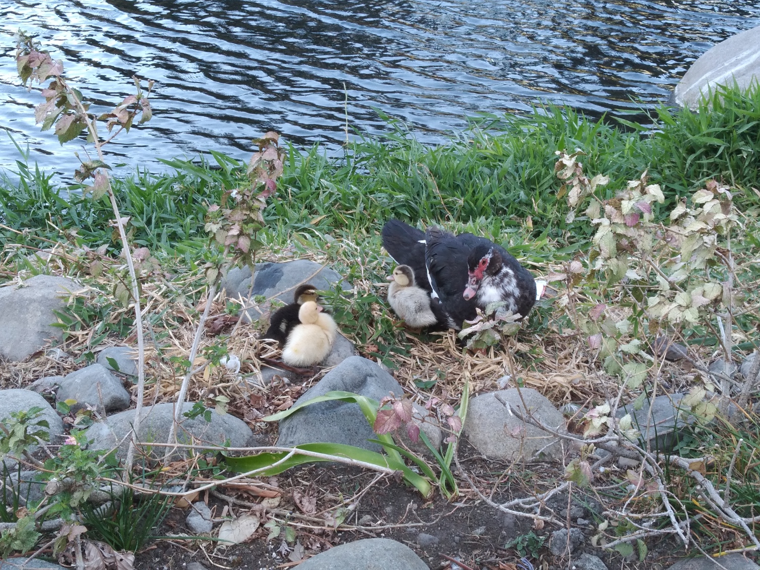A walk through the park in the early morning